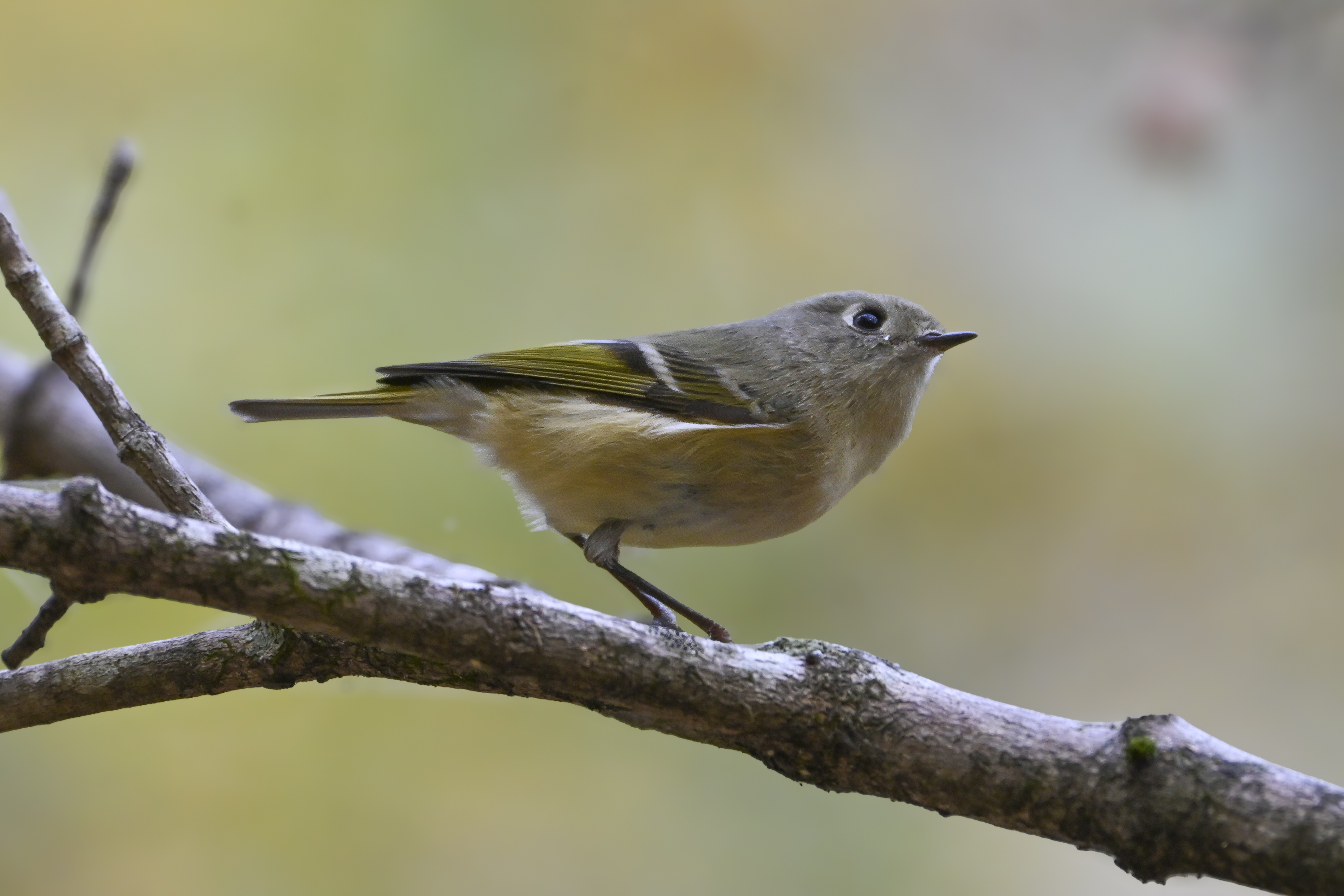 Ruby-crowned Kinglet (Regulus calendula) | Atlanta, GA